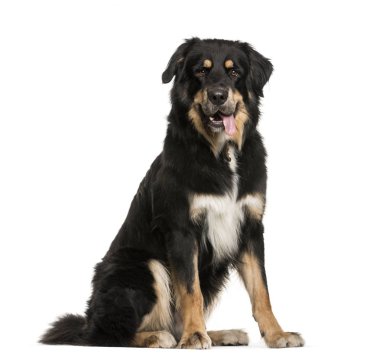 Bouvier, 18 ay yaşlı, önünde oturan arka plan beyaz.