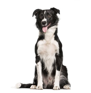 sınır collie, 1 yaşında, beyaz arka plan oturan