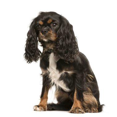Cavalier King Charles, 1 yaşında, beyaz bac önünde oturan