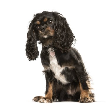 Cavalier King Charles, 1 yaşında, beyaz bac önünde oturan