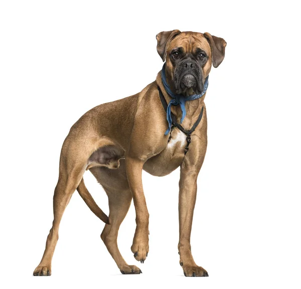 Boxer, 2 years old, in front of white background — Stock Photo, Image