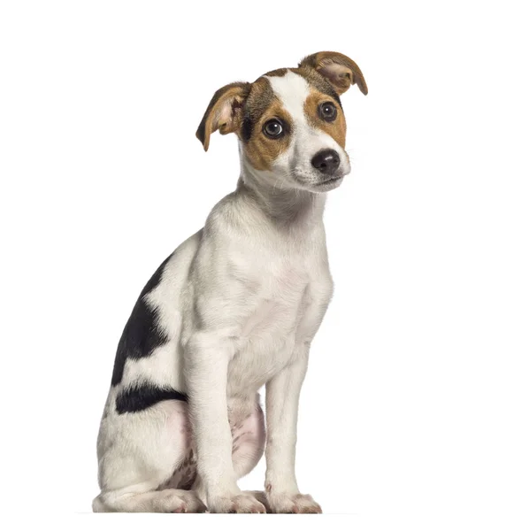 Fox Terrier, 3 months old, sitting in front of white background — Stock Photo, Image