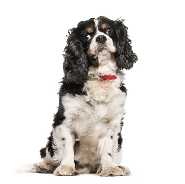 Cavalier King Charles, 9 años, sentado frente a la ba blanca —  Fotos de Stock