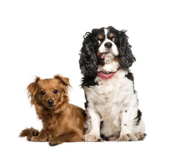 Cavalier King Charles, 9 years old, sitting in front of white ba — Stock Photo, Image