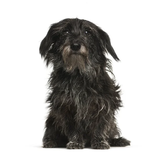 混合品种的狗, 13岁, 坐在白色的背板前 — 图库照片