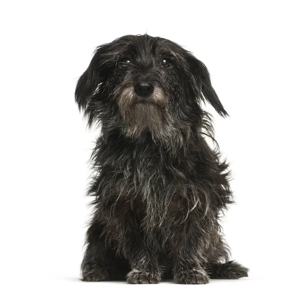 Perro de raza mixta, 13 años, sentado frente al backgro blanco —  Fotos de Stock