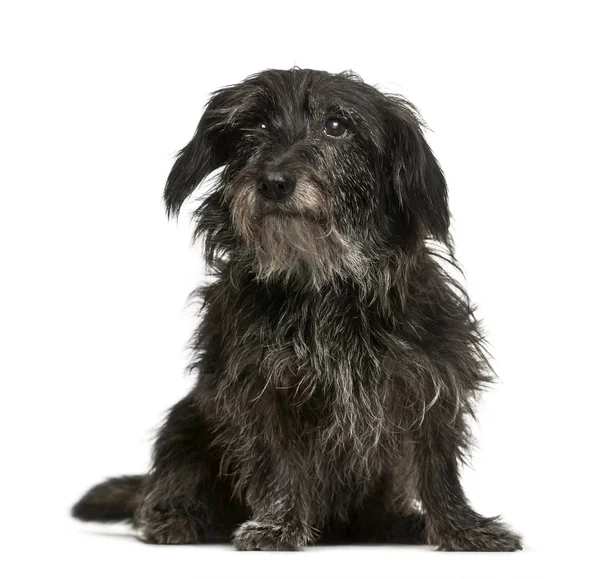 Cão misto, 13 anos, sentado em frente ao backgro branco — Fotografia de Stock