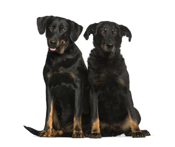 Beauceron, 6 years and 10 years old, sitting in front of white b — Stock Photo, Image