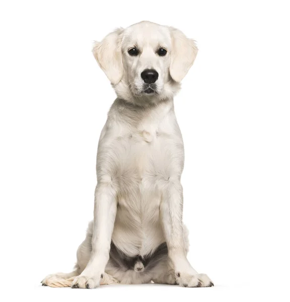 Golden Retriever, 6 months old, sitting in front of white backgr — Stock Photo, Image