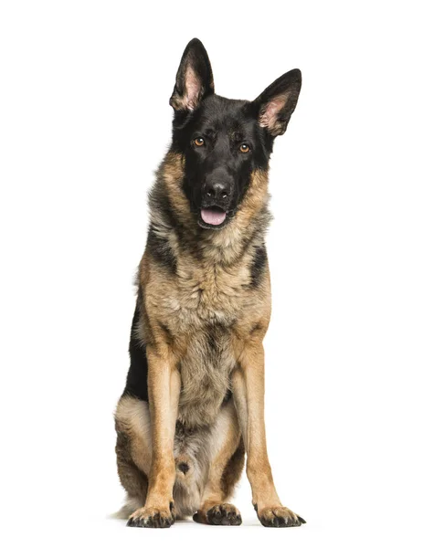German Shepherd, 4 years old, sitting in front of white backgrou — Stock Photo, Image
