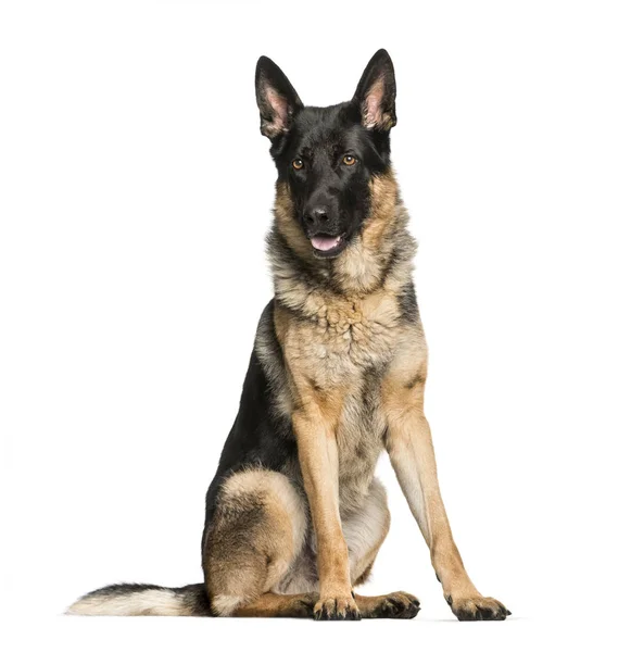 Schäferhund, 4 Jahre alt, sitzt vor weißem Hintergrund — Stockfoto