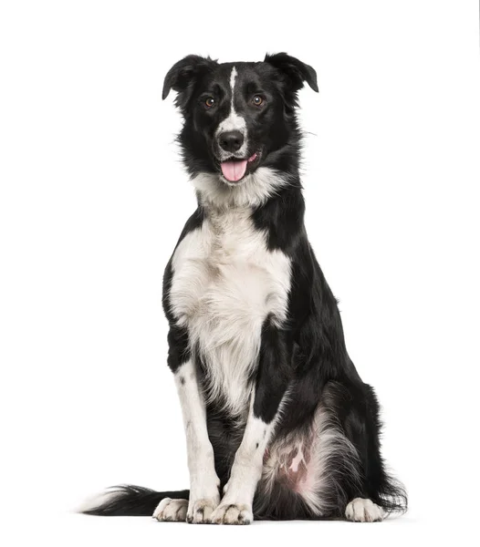 Border collie, 1 jaar oud, zit op witte achtergrond — Stockfoto