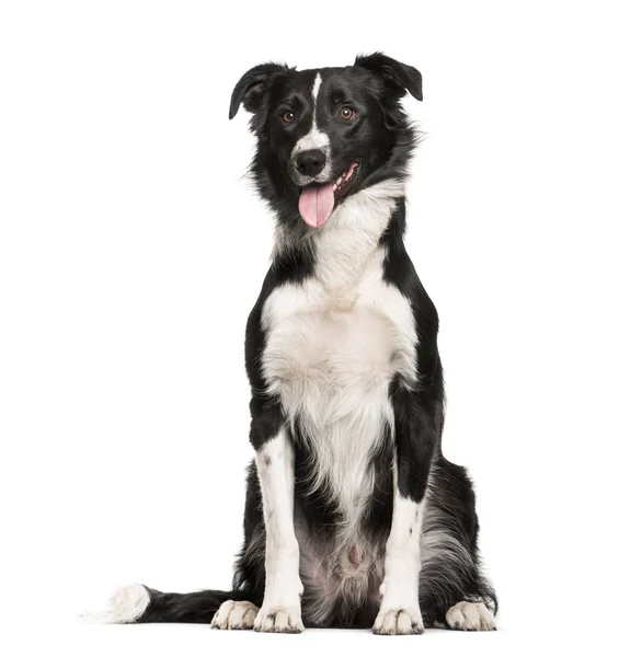 Border collie, 1 jaar oud, zit op witte achtergrond — Stockfoto