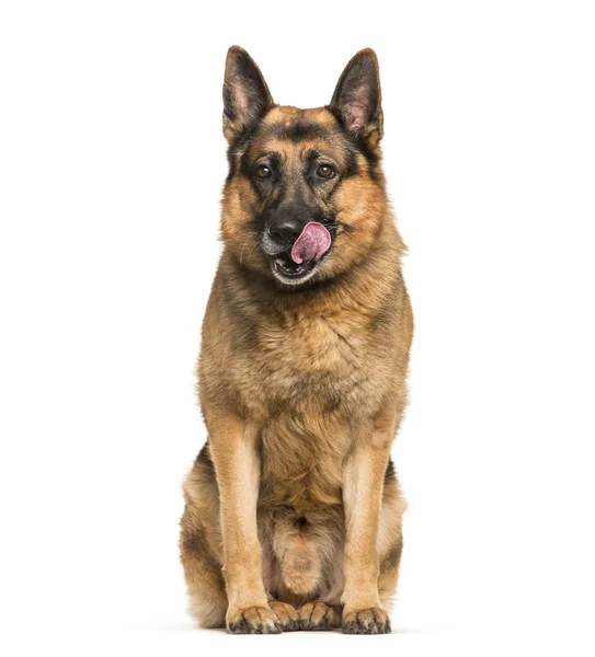 German Shepherd, 6 years old, sitting in front of white backgrou — Stock Photo, Image