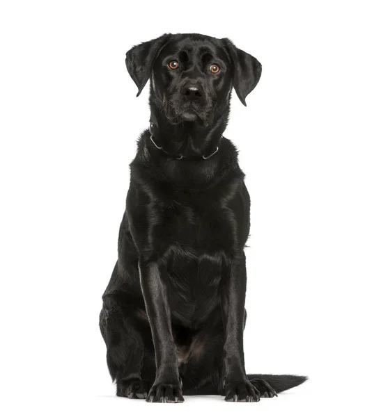 Labrador Retriever, 3 ans, assise devant le dos blanc — Photo