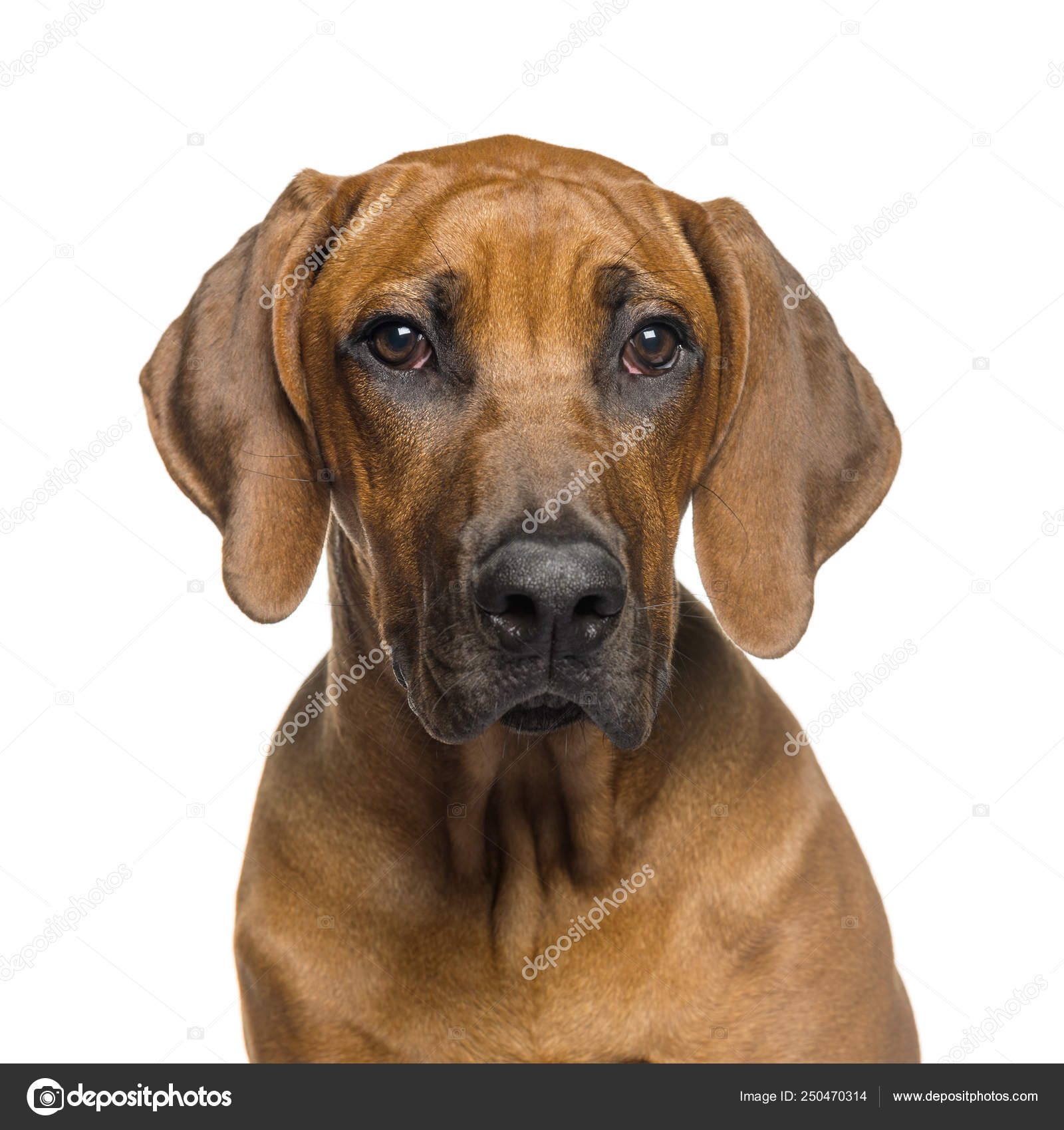 Ridgeback 5 sale