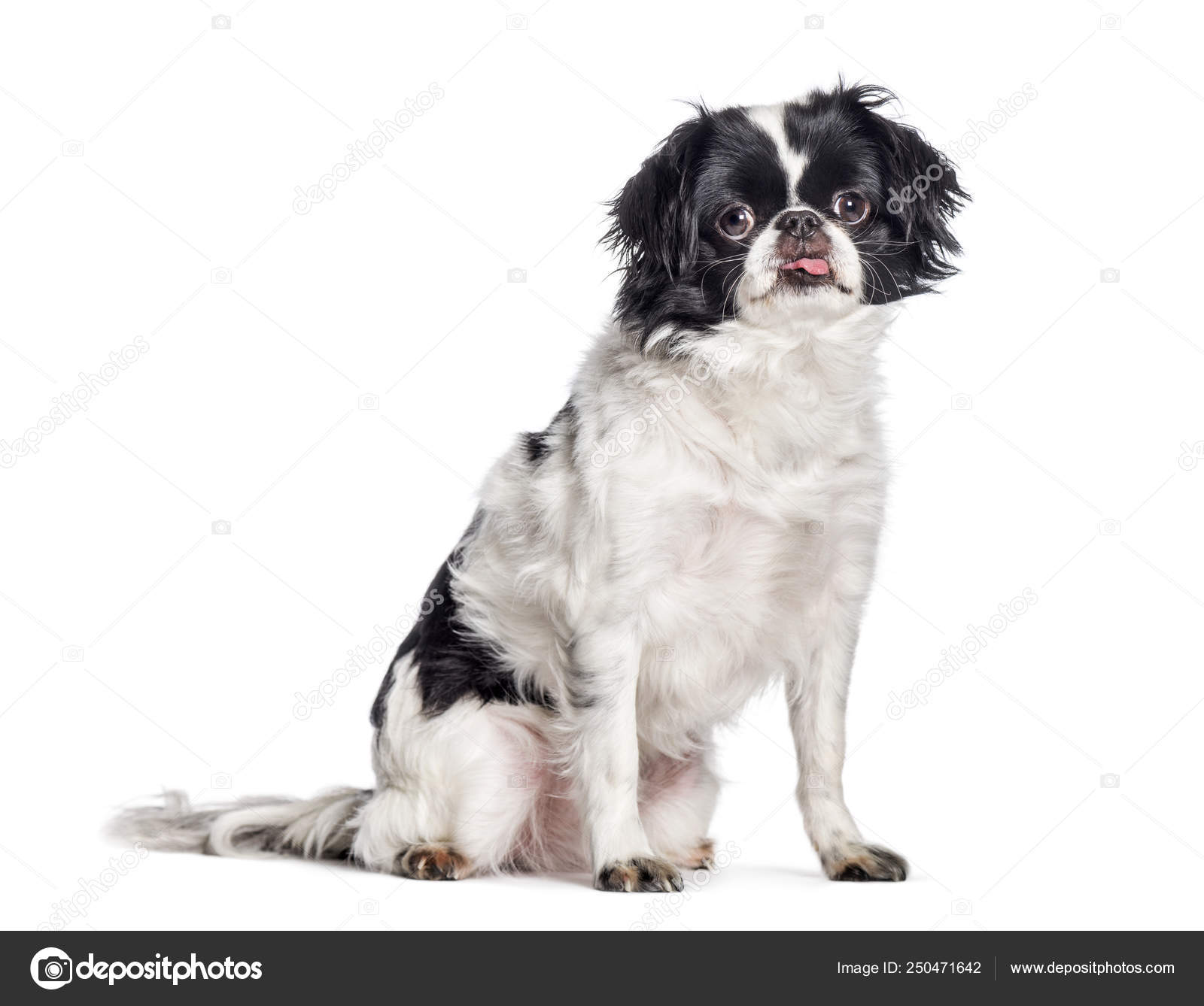 Spaniel Japan Chin Japanese Chin Papillon Tibetan Spaniel Cross