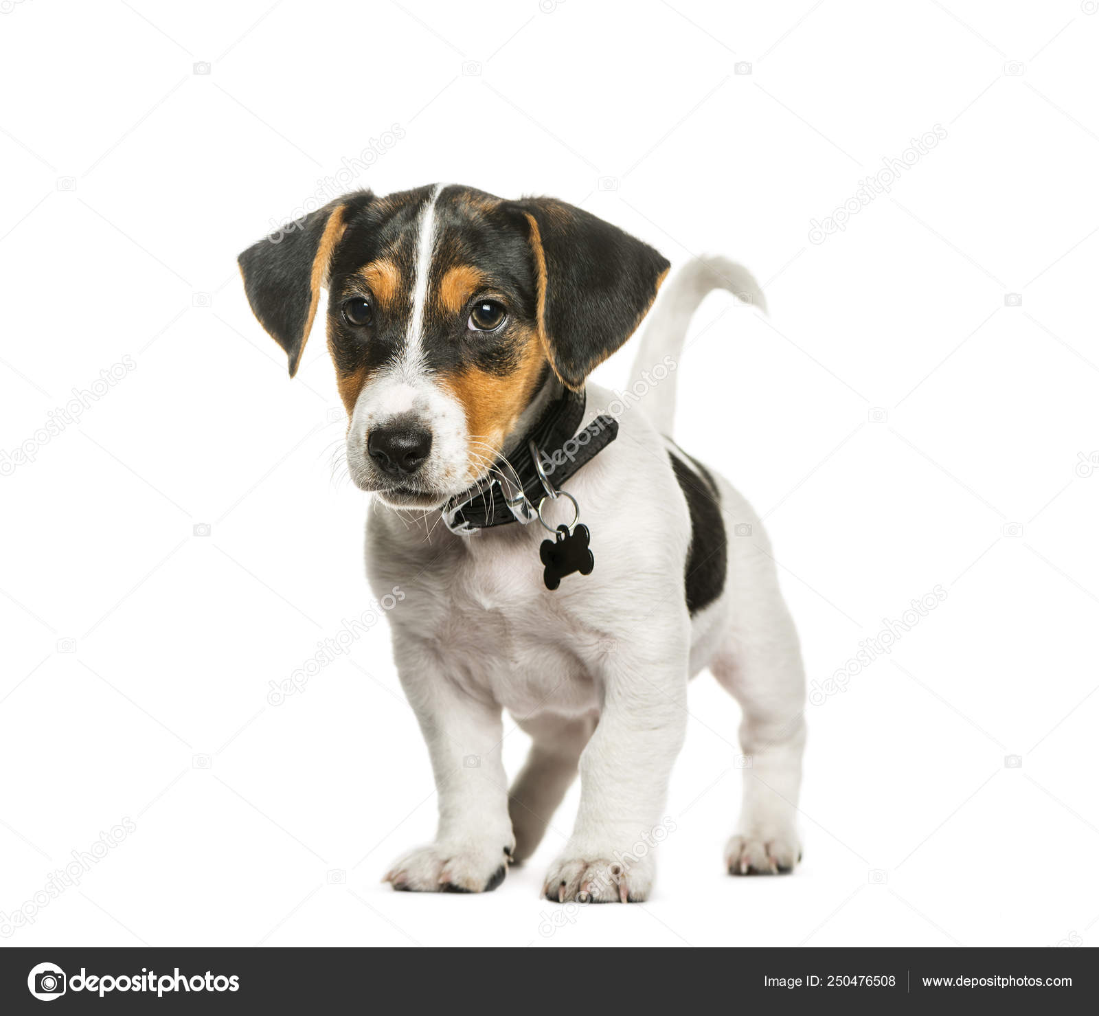 jack russell terrier 2 months old