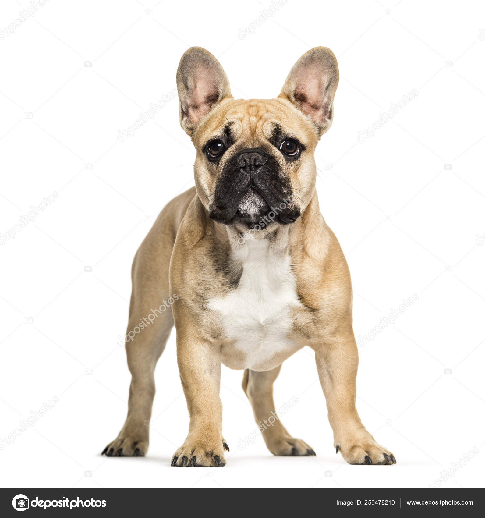 French Bulldog 6 Months Old In Front Of White Background Stock Photo Image By C Lifeonwhite 250478210