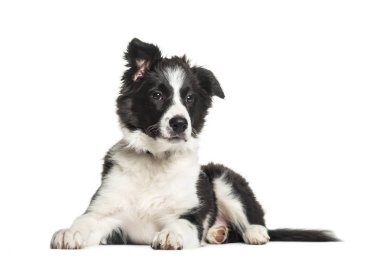 Border Collie, 3 aylık beyaz arka plan önünde yalan
