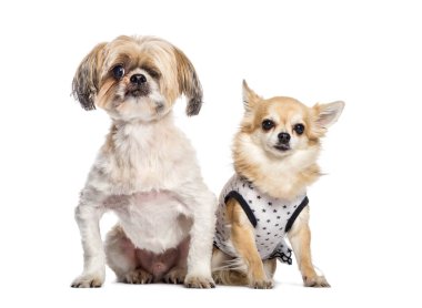 Kör karışık-breed köpek, beyaz backg önünde oturan Chihuahua