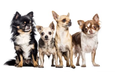 Beyaz arkaplan önünde chihuahua
