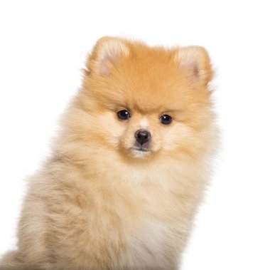 Pomeranian, 4 aylık beyaz arka plan önünde,