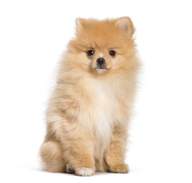 Pomeranian, 4 aylık beyaz arka plan önünde,