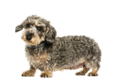 Dachshund, beyaz arka plan önünde sosis köpek