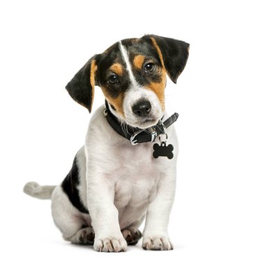 Jack Russell Terrier, 2 aylık beyaz ba önünde oturan