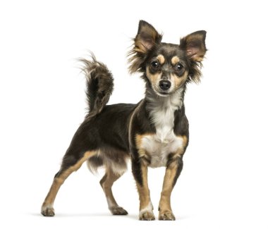 Chihuahua, 8 ay yaşlı, beyaz arka plan