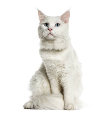 Maine Coon, 8 ay yaşlı, beyaz arka plan önünde oturan