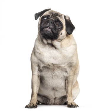 Beyaz arka plan önünde oturan pug
