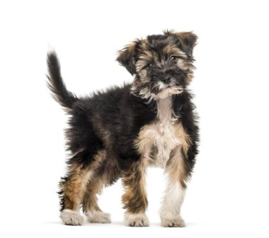 Cins köpek yavrusu, 5 ay eski beyaz arka plan önünde çapraz