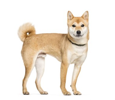 Beyaz arkaplan önünde shiba inu