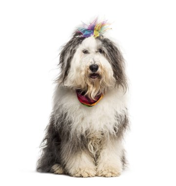 Beyaz arka plan oturan karışık-breed köpek