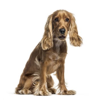 İngiliz Cocker Spaniel beyaz arka plan önünde oturan