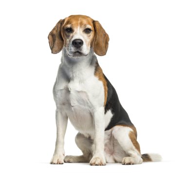 Beyaz arka plan önünde oturan beagle