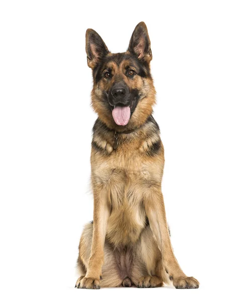 German Shepherd, 2 years old, sitting in front of white backgrou — Stock Photo, Image
