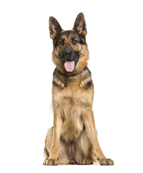 Schäferhund, 2 Jahre alt, sitzt vor weißem Hintergrund — Stockfoto