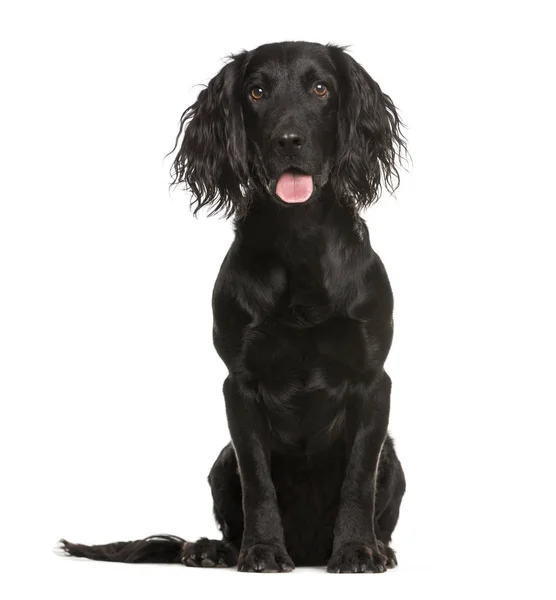 Cocker Spaniel, 1 år gammal, sitter framför vit bakgrund — Stockfoto