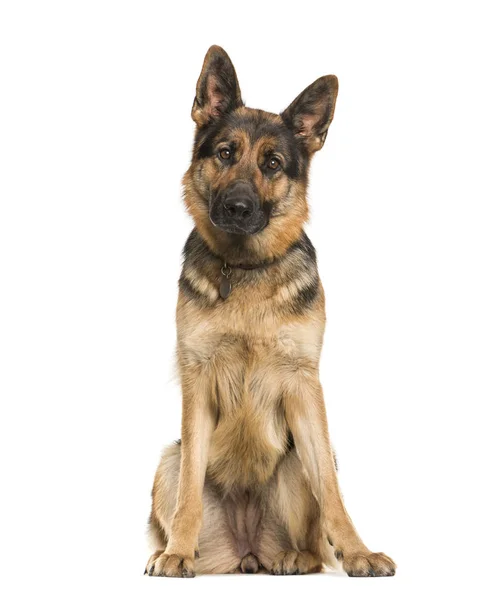 German Shepherd, 2 years old, sitting in front of white backgrou — Stock Photo, Image