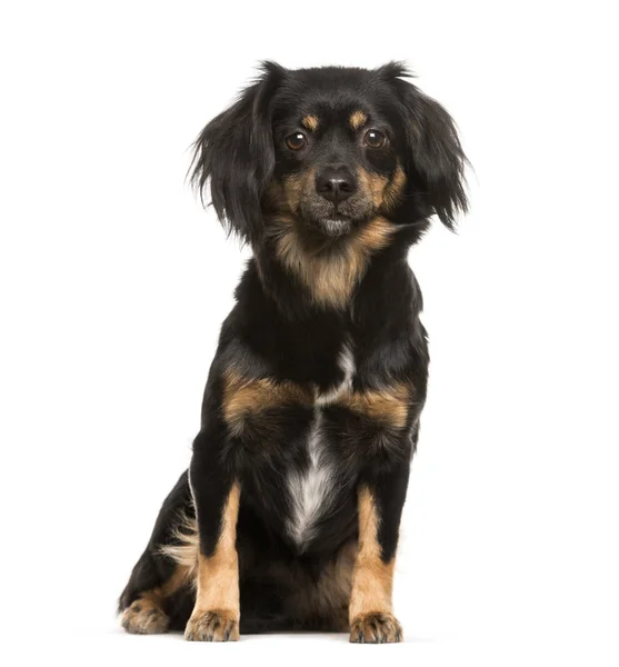 Mixed-breed dog, 3 years old, sitting in front of white backgrou — Stock Photo, Image