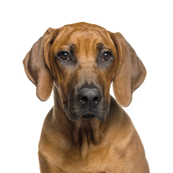Rhodesian Ridgeback, 5 months old, in front of white background — Stock Photo, Image