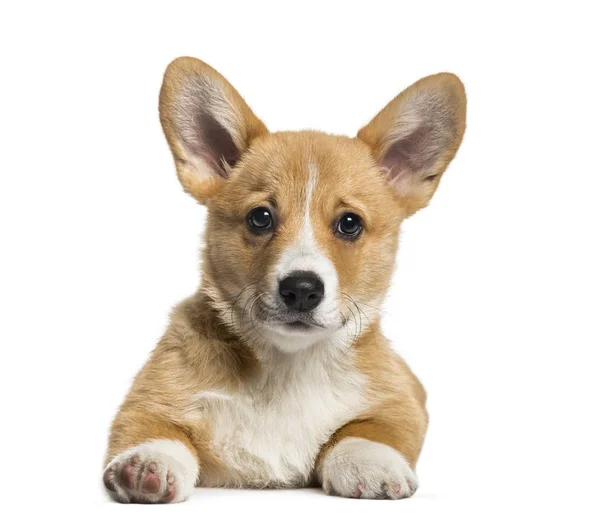 Pembroke Welsh Corgi, 3 months old, lying in front of white back — Stock Photo, Image