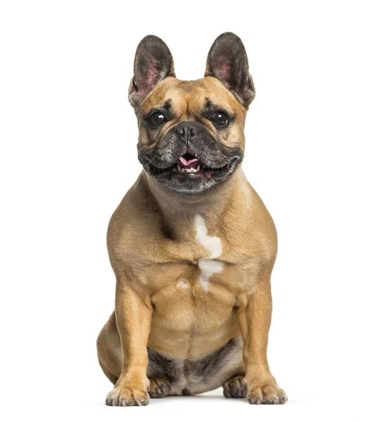 Bulldog francés sentado frente a fondo blanco — Foto de Stock