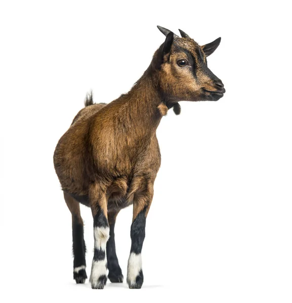 Young Goat, 4 months, standing in front of white background — Stock Photo, Image