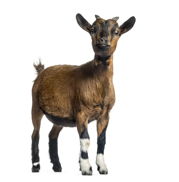 Young Goat, 4 months, standing in front of white background — Stock Photo, Image