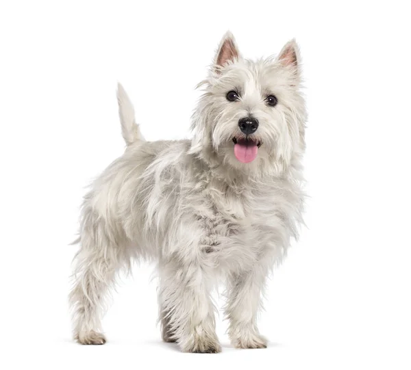 West Highland White Terrier przed białym tle — Zdjęcie stockowe