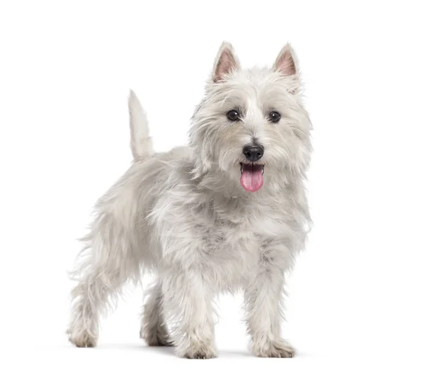 West Highland White Terrier voor witte achtergrond — Stockfoto